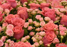 The Gypsy Rose doing what it does best, serving as a nice filler.